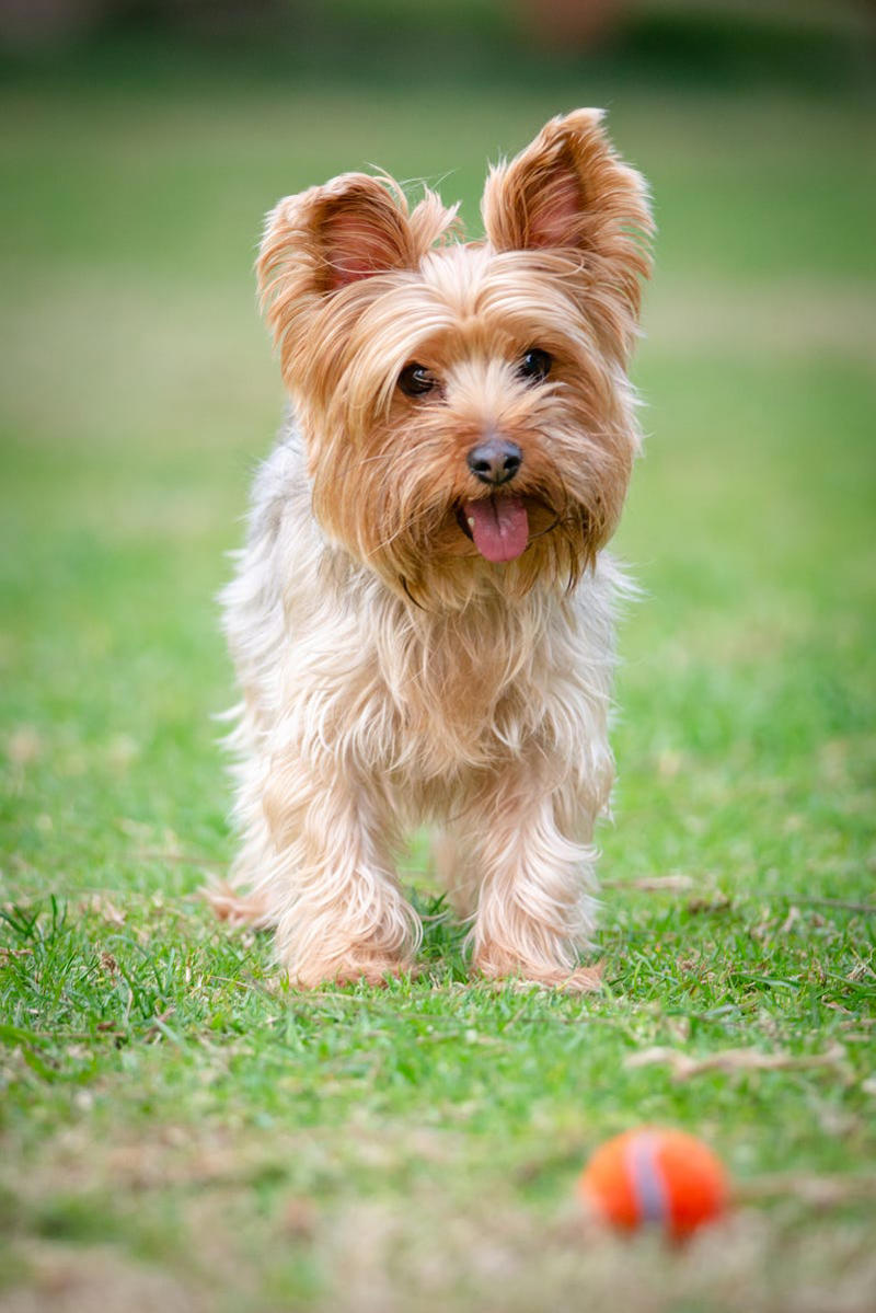 1) Cavalier King Charles Spaniel, 2) French Bulldog, 3) Shih Tzu, 4) Pomeranian, 5) Havanese, 6) Maltese, 7) Toy Poodle, 8) Chihuahua, 9) Boston Terrier, 10) Pekingese, 11) Bichon Frise, 12) Papillon, 13) Yorkshire Terrier, 14) Lhasa Apso, 15) Japanese Chin