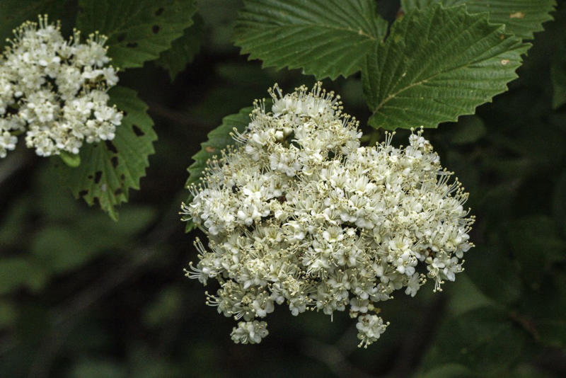 'Snowcicle' Oakleaf Hydrangea, Rainbow Sensation® Weigela, Sunbow® Azaleas, White Wedding™ Hydrangea, American Beautyberry, Arrowwood Viburnum, Forsythia, Summersweet, Virginia Sweetspire, Dwarf Fothergilla, American Elderberry