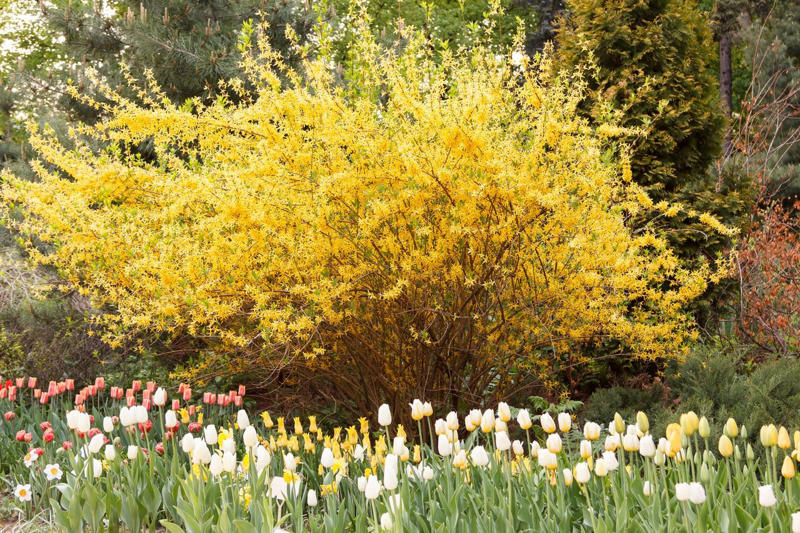 'Snowcicle' Oakleaf Hydrangea, Rainbow Sensation® Weigela, Sunbow® Azaleas, White Wedding™ Hydrangea, American Beautyberry, Arrowwood Viburnum, Forsythia, Summersweet, Virginia Sweetspire, Dwarf Fothergilla, American Elderberry