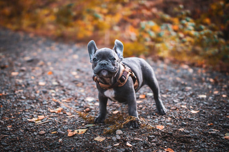 1) Cavalier King Charles Spaniel, 2) French Bulldog, 3) Shih Tzu, 4) Pomeranian, 5) Havanese, 6) Maltese, 7) Toy Poodle, 8) Chihuahua, 9) Boston Terrier, 10) Pekingese, 11) Bichon Frise, 12) Papillon, 13) Yorkshire Terrier, 14) Lhasa Apso, 15) Japanese Chin
