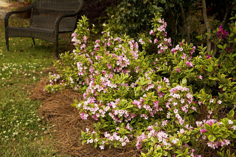 'Snowcicle' Oakleaf Hydrangea, Rainbow Sensation® Weigela, Sunbow® Azaleas, White Wedding™ Hydrangea, American Beautyberry, Arrowwood Viburnum, Forsythia, Summersweet, Virginia Sweetspire, Dwarf Fothergilla, American Elderberry