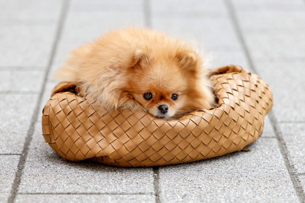 1) Cavalier King Charles Spaniel, 2) French Bulldog, 3) Shih Tzu, 4) Pomeranian, 5) Havanese, 6) Maltese, 7) Toy Poodle, 8) Chihuahua, 9) Boston Terrier, 10) Pekingese, 11) Bichon Frise, 12) Papillon, 13) Yorkshire Terrier, 14) Lhasa Apso, 15) Japanese Chin
