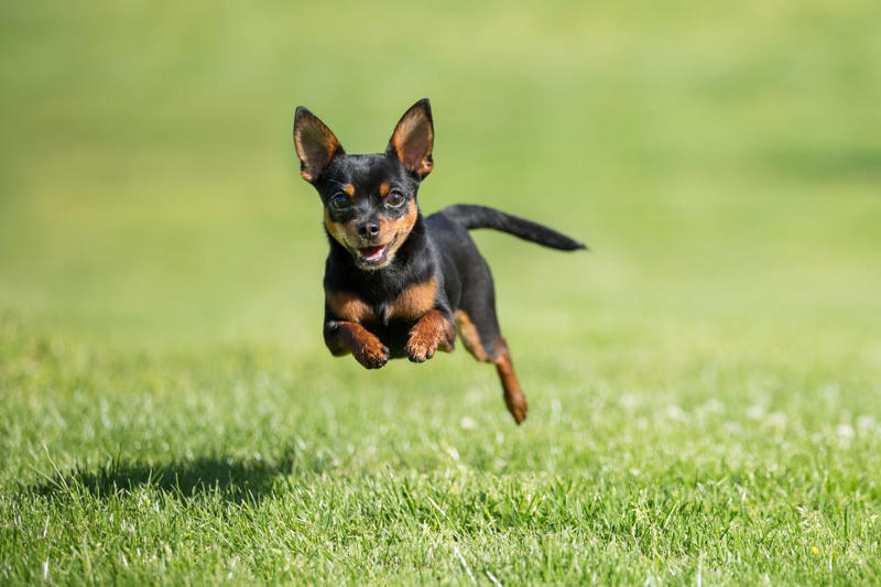 1) Cavalier King Charles Spaniel, 2) French Bulldog, 3) Shih Tzu, 4) Pomeranian, 5) Havanese, 6) Maltese, 7) Toy Poodle, 8) Chihuahua, 9) Boston Terrier, 10) Pekingese, 11) Bichon Frise, 12) Papillon, 13) Yorkshire Terrier, 14) Lhasa Apso, 15) Japanese Chin