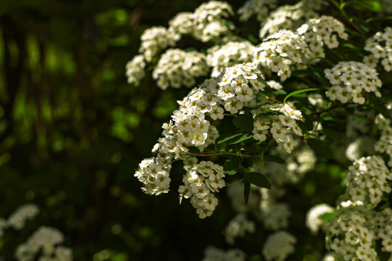 'Snowcicle' Oakleaf Hydrangea, Rainbow Sensation® Weigela, Sunbow® Azaleas, White Wedding™ Hydrangea, American Beautyberry, Arrowwood Viburnum, Forsythia, Summersweet, Virginia Sweetspire, Dwarf Fothergilla, American Elderberry