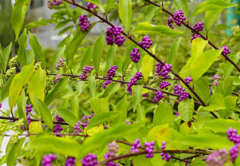 'Snowcicle' Oakleaf Hydrangea, Rainbow Sensation® Weigela, Sunbow® Azaleas, White Wedding™ Hydrangea, American Beautyberry, Arrowwood Viburnum, Forsythia, Summersweet, Virginia Sweetspire, Dwarf Fothergilla, American Elderberry