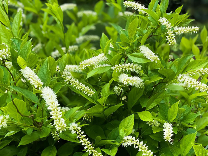 'Snowcicle' Oakleaf Hydrangea, Rainbow Sensation® Weigela, Sunbow® Azaleas, White Wedding™ Hydrangea, American Beautyberry, Arrowwood Viburnum, Forsythia, Summersweet, Virginia Sweetspire, Dwarf Fothergilla, American Elderberry