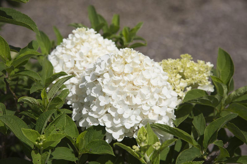 'Snowcicle' Oakleaf Hydrangea, Rainbow Sensation® Weigela, Sunbow® Azaleas, White Wedding™ Hydrangea, American Beautyberry, Arrowwood Viburnum, Forsythia, Summersweet, Virginia Sweetspire, Dwarf Fothergilla, American Elderberry