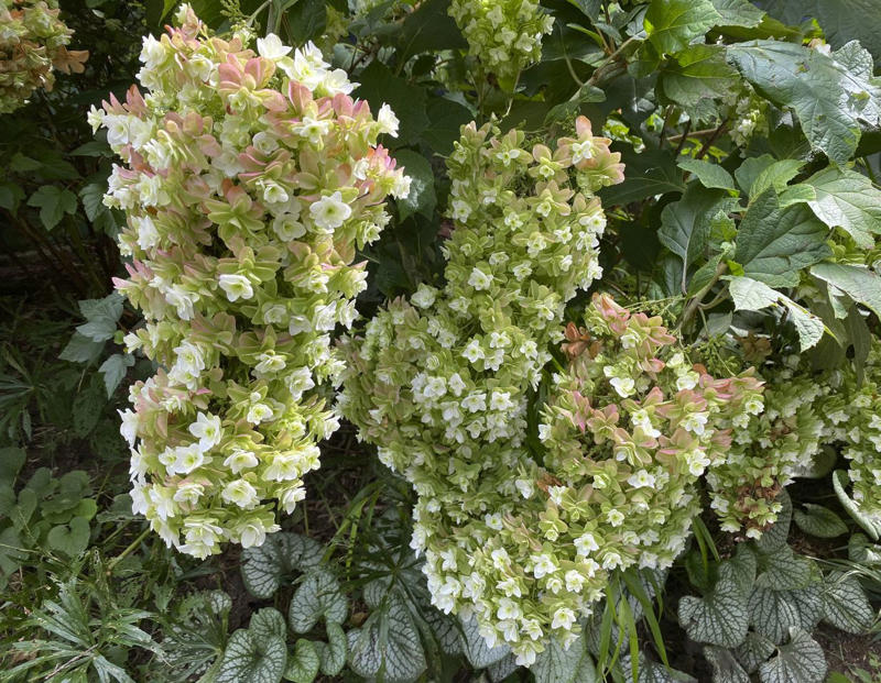 'Snowcicle' Oakleaf Hydrangea, Rainbow Sensation® Weigela, Sunbow® Azaleas, White Wedding™ Hydrangea, American Beautyberry, Arrowwood Viburnum, Forsythia, Summersweet, Virginia Sweetspire, Dwarf Fothergilla, American Elderberry