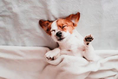 犬が寝ぼけているときにやりがちな行動, 1.手足をバタバタとさせる, 2.悲しい声でクンクンと鳴く, 3.トイレの場所を間違える, 4.急に飛び起きる, 5.水浸しになって戻ってくる, 6.飼い主にスリスリしてそのまま寝る, 犬が寝ぼけているときに注意してあげたいこと, 無理に起こそうとしない, 寝床周りを整えておく, てんかんによる発作を気に掛ける