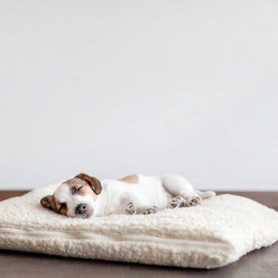 犬が寝ぼけているときにやりがちな行動, 1.手足をバタバタとさせる, 2.悲しい声でクンクンと鳴く, 3.トイレの場所を間違える, 4.急に飛び起きる, 5.水浸しになって戻ってくる, 6.飼い主にスリスリしてそのまま寝る, 犬が寝ぼけているときに注意してあげたいこと, 無理に起こそうとしない, 寝床周りを整えておく, てんかんによる発作を気に掛ける