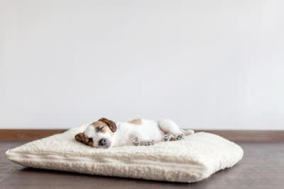 犬が寝ぼけているときにやりがちな行動, 1.手足をバタバタとさせる, 2.悲しい声でクンクンと鳴く, 3.トイレの場所を間違える, 4.急に飛び起きる, 5.水浸しになって戻ってくる, 6.飼い主にスリスリしてそのまま寝る, 犬が寝ぼけているときに注意してあげたいこと, 無理に起こそうとしない, 寝床周りを整えておく, てんかんによる発作を気に掛ける