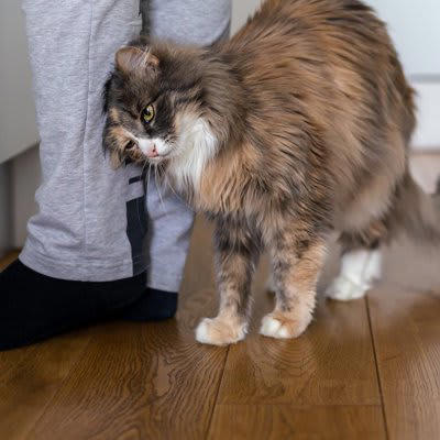 1.鳴くことが増える, 2.飼い主さんの側にいたがる・ついて回る, 3.飼い主さんの邪魔をする, 4.執拗にスリスリする