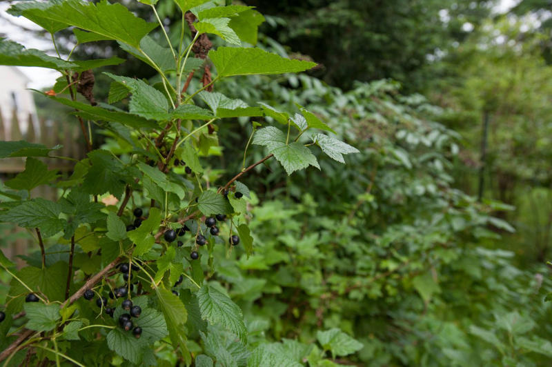 Mulberry, Cherry and Plum Trees, Serviceberry, Ninebark, Elderberry, Raspberry and Blackberry, Trumpet Honeysuckle, Chokeberry, Virginia Creeper, Wild Grape, Purple Coneflower, Cardinal Flower, Joe-Pye Weed, Goldenrod, Black-Eyed Susan, Columbine, Sunflower, Jewelweed
