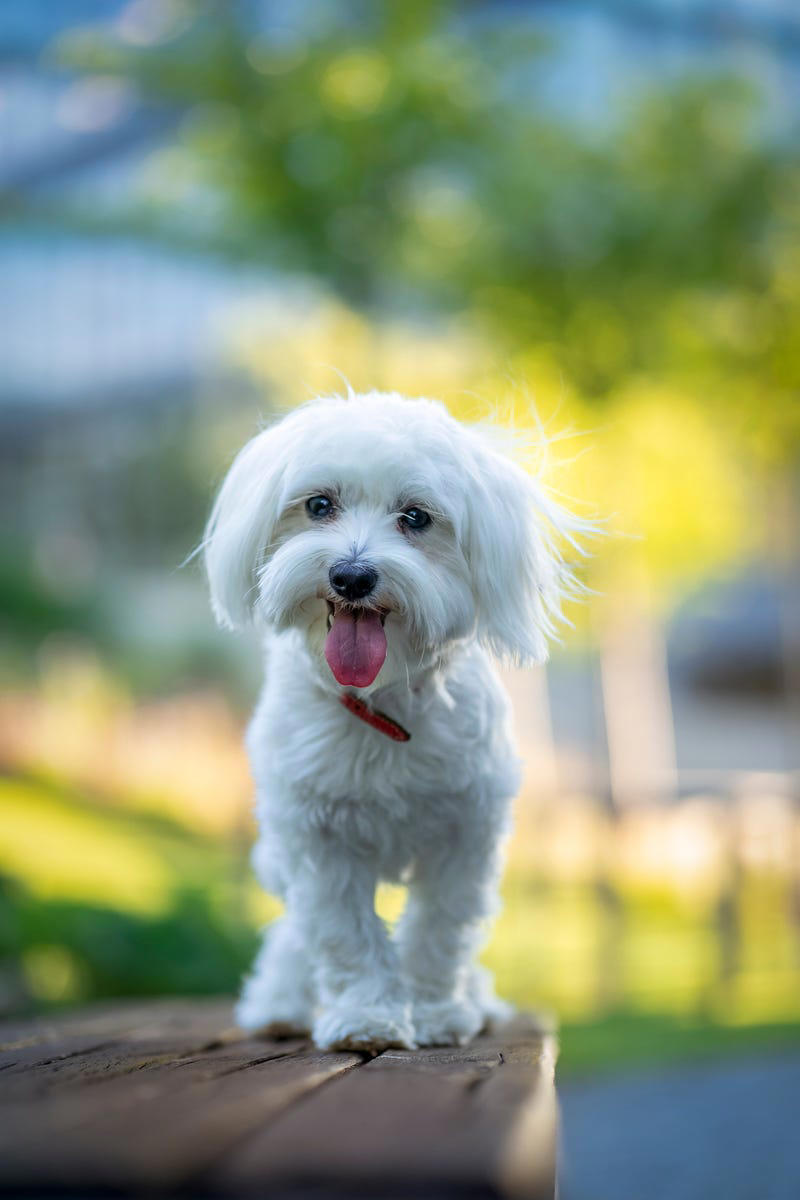 4) Maltese 1) Bolognese, 2) Standard Poodle, 3) Portuguese Water Dog, 4) Maltese, 5) Chinese Crested, 6) Bichon Frise, 7) Yorkshire Terrier, 8) Welsh Terrier, 9) Basenji, 10) Affenpinscher, 11) West Highland White Terrier, 12) Afghan Hound, 13) Bedlington Terrier, 14) Komondor, 15) Kerry Blue Terrier, 16) Miniature Schnauzer, 17) Scottish Terrier, 18) Shih Tzu, 19) Wire Fox Terrier, 20) American Hairless Terrier, 21) Lhasa Apso, 22) Brussels Griffon, 23) Lagotta Romagnolo, 24) Soft Coated Wheaten Terrier, 25) Cairn Terrier, 26) Italian Greyhound, 27) Border Terrier