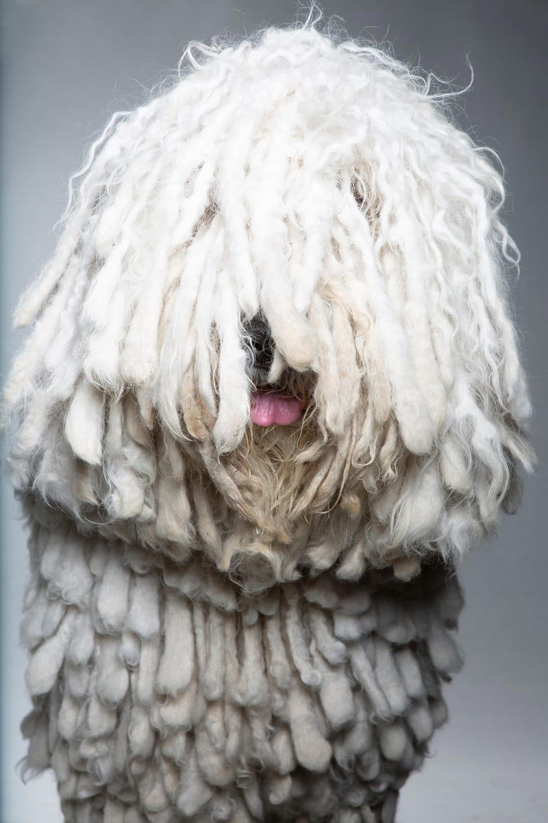 14) Komondor 1) Bolognese, 2) Standard Poodle, 3) Portuguese Water Dog, 4) Maltese, 5) Chinese Crested, 6) Bichon Frise, 7) Yorkshire Terrier, 8) Welsh Terrier, 9) Basenji, 10) Affenpinscher, 11) West Highland White Terrier, 12) Afghan Hound, 13) Bedlington Terrier, 14) Komondor, 15) Kerry Blue Terrier, 16) Miniature Schnauzer, 17) Scottish Terrier, 18) Shih Tzu, 19) Wire Fox Terrier, 20) American Hairless Terrier, 21) Lhasa Apso, 22) Brussels Griffon, 23) Lagotta Romagnolo, 24) Soft Coated Wheaten Terrier, 25) Cairn Terrier, 26) Italian Greyhound, 27) Border Terrier