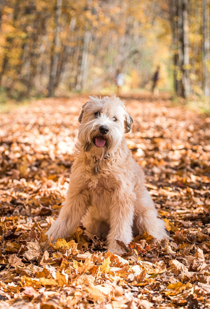 24) Soft Coated Wheaten Terrier 1) Bolognese, 2) Standard Poodle, 3) Portuguese Water Dog, 4) Maltese, 5) Chinese Crested, 6) Bichon Frise, 7) Yorkshire Terrier, 8) Welsh Terrier, 9) Basenji, 10) Affenpinscher, 11) West Highland White Terrier, 12) Afghan Hound, 13) Bedlington Terrier, 14) Komondor, 15) Kerry Blue Terrier, 16) Miniature Schnauzer, 17) Scottish Terrier, 18) Shih Tzu, 19) Wire Fox Terrier, 20) American Hairless Terrier, 21) Lhasa Apso, 22) Brussels Griffon, 23) Lagotta Romagnolo, 24) Soft Coated Wheaten Terrier, 25) Cairn Terrier, 26) Italian Greyhound, 27) Border Terrier