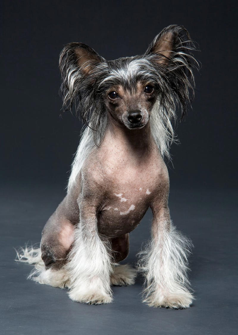 5) Chinese Crested 1) Bolognese, 2) Standard Poodle, 3) Portuguese Water Dog, 4) Maltese, 5) Chinese Crested, 6) Bichon Frise, 7) Yorkshire Terrier, 8) Welsh Terrier, 9) Basenji, 10) Affenpinscher, 11) West Highland White Terrier, 12) Afghan Hound, 13) Bedlington Terrier, 14) Komondor, 15) Kerry Blue Terrier, 16) Miniature Schnauzer, 17) Scottish Terrier, 18) Shih Tzu, 19) Wire Fox Terrier, 20) American Hairless Terrier, 21) Lhasa Apso, 22) Brussels Griffon, 23) Lagotta Romagnolo, 24) Soft Coated Wheaten Terrier, 25) Cairn Terrier, 26) Italian Greyhound, 27) Border Terrier