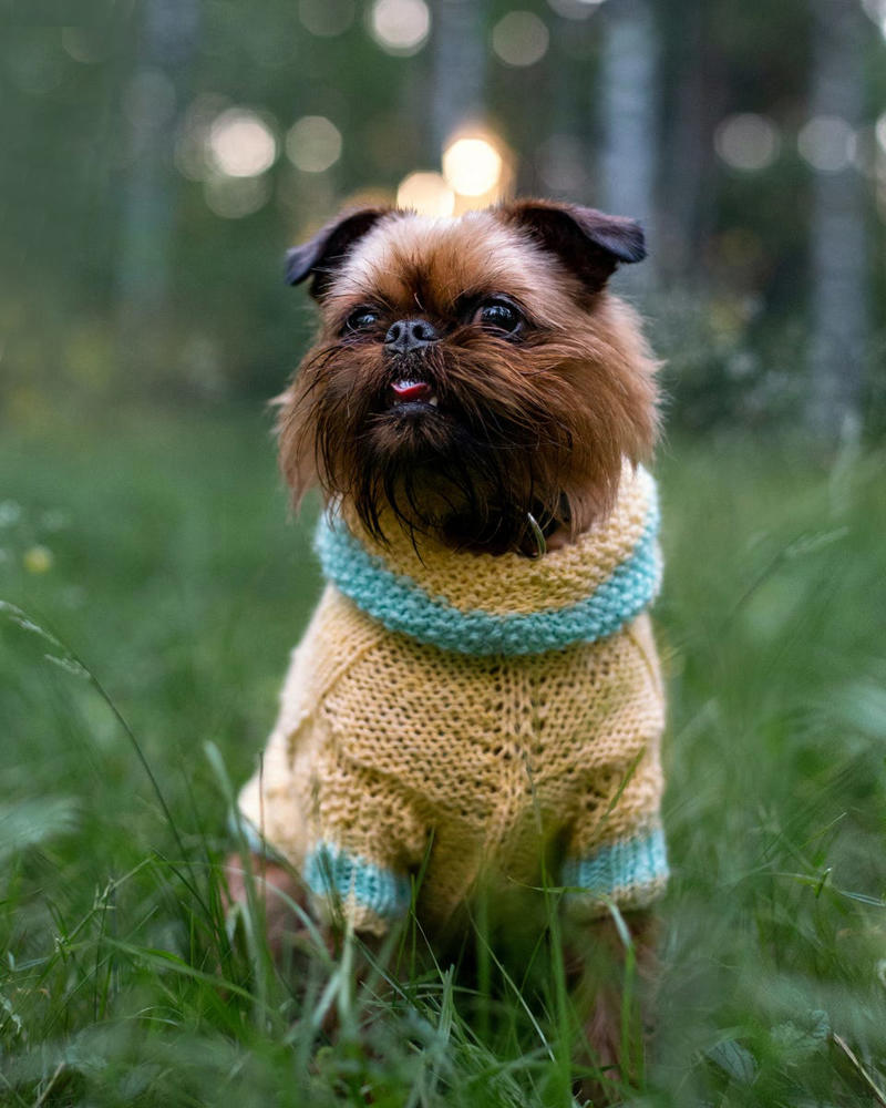22) Brussels Griffon 1) Bolognese, 2) Standard Poodle, 3) Portuguese Water Dog, 4) Maltese, 5) Chinese Crested, 6) Bichon Frise, 7) Yorkshire Terrier, 8) Welsh Terrier, 9) Basenji, 10) Affenpinscher, 11) West Highland White Terrier, 12) Afghan Hound, 13) Bedlington Terrier, 14) Komondor, 15) Kerry Blue Terrier, 16) Miniature Schnauzer, 17) Scottish Terrier, 18) Shih Tzu, 19) Wire Fox Terrier, 20) American Hairless Terrier, 21) Lhasa Apso, 22) Brussels Griffon, 23) Lagotta Romagnolo, 24) Soft Coated Wheaten Terrier, 25) Cairn Terrier, 26) Italian Greyhound, 27) Border Terrier