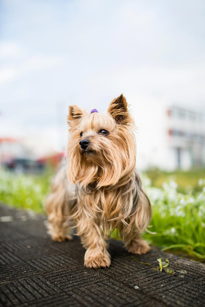 7) Yorkshire Terrier 1) Bolognese, 2) Standard Poodle, 3) Portuguese Water Dog, 4) Maltese, 5) Chinese Crested, 6) Bichon Frise, 7) Yorkshire Terrier, 8) Welsh Terrier, 9) Basenji, 10) Affenpinscher, 11) West Highland White Terrier, 12) Afghan Hound, 13) Bedlington Terrier, 14) Komondor, 15) Kerry Blue Terrier, 16) Miniature Schnauzer, 17) Scottish Terrier, 18) Shih Tzu, 19) Wire Fox Terrier, 20) American Hairless Terrier, 21) Lhasa Apso, 22) Brussels Griffon, 23) Lagotta Romagnolo, 24) Soft Coated Wheaten Terrier, 25) Cairn Terrier, 26) Italian Greyhound, 27) Border Terrier