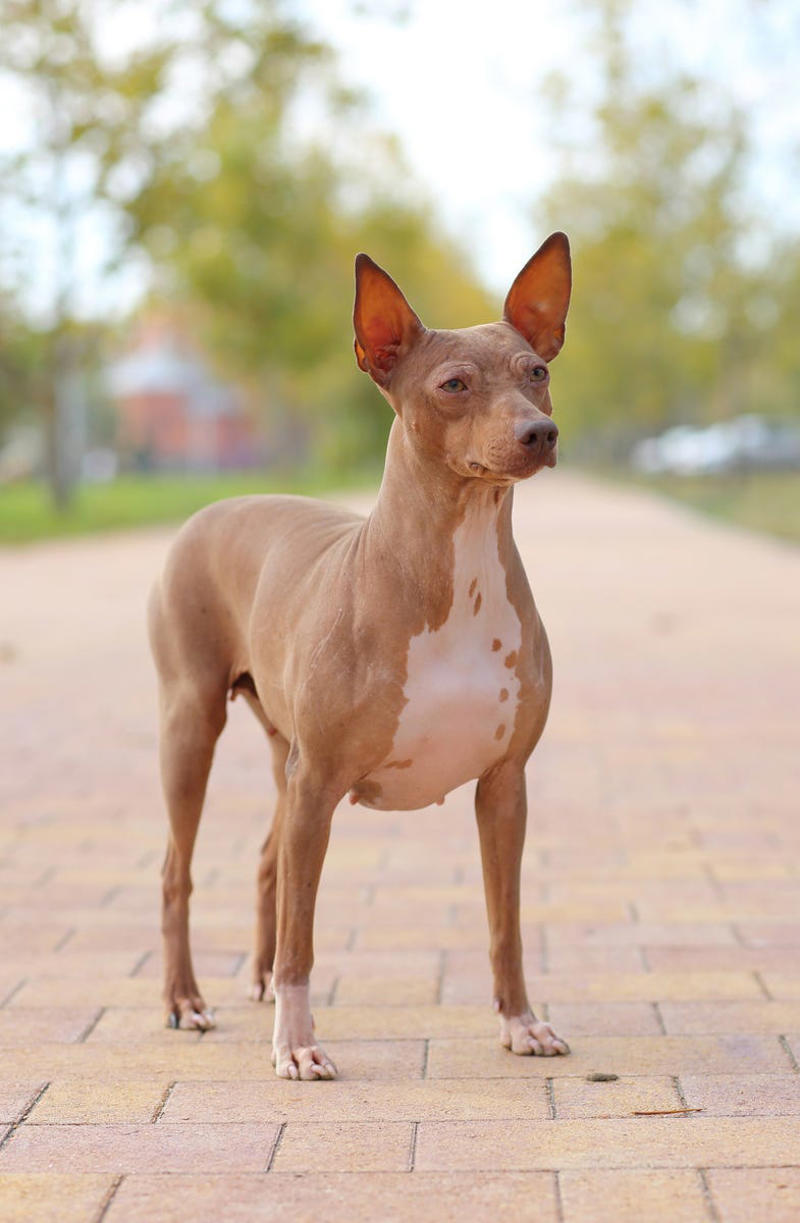 20) American Hairless Terrier 1) Bolognese, 2) Standard Poodle, 3) Portuguese Water Dog, 4) Maltese, 5) Chinese Crested, 6) Bichon Frise, 7) Yorkshire Terrier, 8) Welsh Terrier, 9) Basenji, 10) Affenpinscher, 11) West Highland White Terrier, 12) Afghan Hound, 13) Bedlington Terrier, 14) Komondor, 15) Kerry Blue Terrier, 16) Miniature Schnauzer, 17) Scottish Terrier, 18) Shih Tzu, 19) Wire Fox Terrier, 20) American Hairless Terrier, 21) Lhasa Apso, 22) Brussels Griffon, 23) Lagotta Romagnolo, 24) Soft Coated Wheaten Terrier, 25) Cairn Terrier, 26) Italian Greyhound, 27) Border Terrier