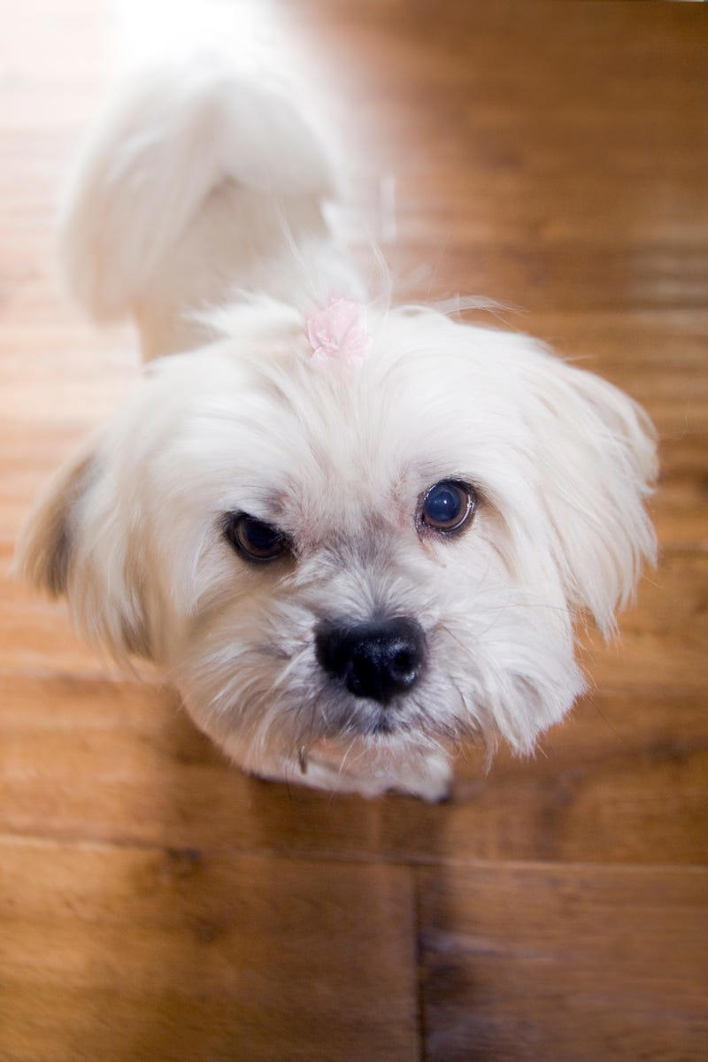 21) Lhasa Apso 1) Bolognese, 2) Standard Poodle, 3) Portuguese Water Dog, 4) Maltese, 5) Chinese Crested, 6) Bichon Frise, 7) Yorkshire Terrier, 8) Welsh Terrier, 9) Basenji, 10) Affenpinscher, 11) West Highland White Terrier, 12) Afghan Hound, 13) Bedlington Terrier, 14) Komondor, 15) Kerry Blue Terrier, 16) Miniature Schnauzer, 17) Scottish Terrier, 18) Shih Tzu, 19) Wire Fox Terrier, 20) American Hairless Terrier, 21) Lhasa Apso, 22) Brussels Griffon, 23) Lagotta Romagnolo, 24) Soft Coated Wheaten Terrier, 25) Cairn Terrier, 26) Italian Greyhound, 27) Border Terrier