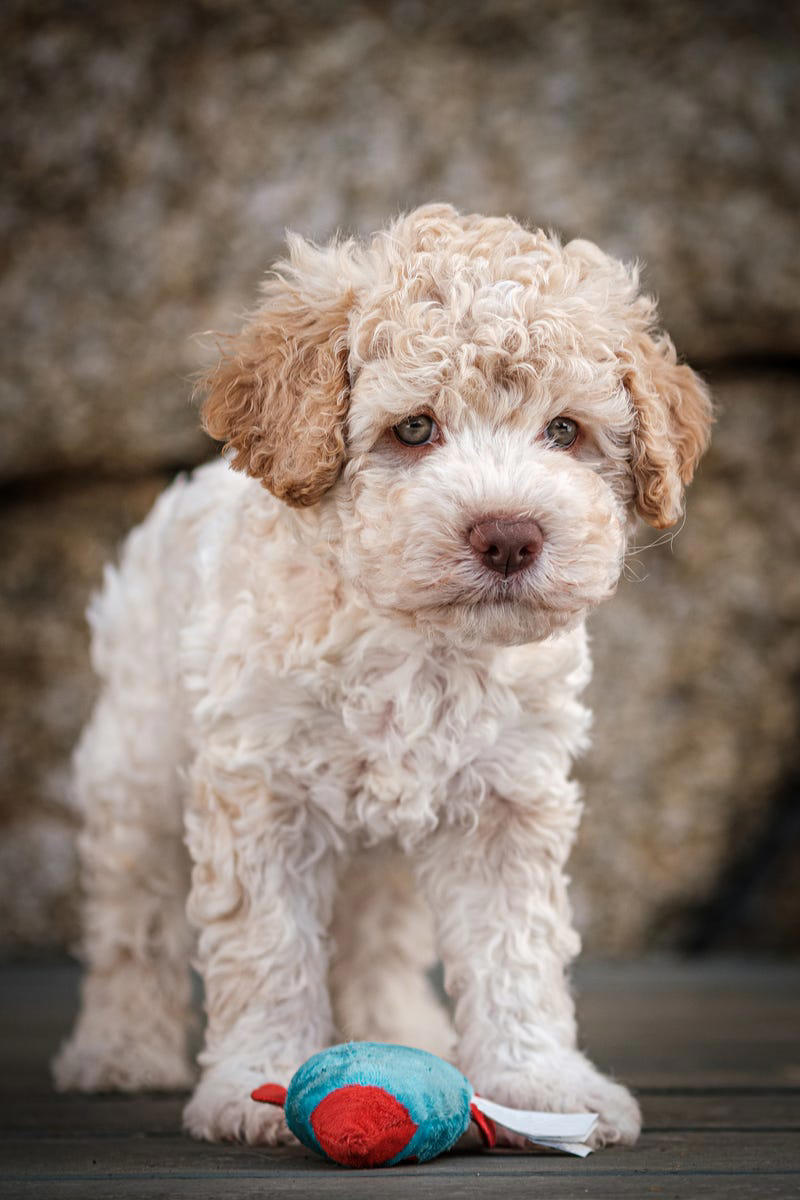 23) Lagotta Romagnolo 1) Bolognese, 2) Standard Poodle, 3) Portuguese Water Dog, 4) Maltese, 5) Chinese Crested, 6) Bichon Frise, 7) Yorkshire Terrier, 8) Welsh Terrier, 9) Basenji, 10) Affenpinscher, 11) West Highland White Terrier, 12) Afghan Hound, 13) Bedlington Terrier, 14) Komondor, 15) Kerry Blue Terrier, 16) Miniature Schnauzer, 17) Scottish Terrier, 18) Shih Tzu, 19) Wire Fox Terrier, 20) American Hairless Terrier, 21) Lhasa Apso, 22) Brussels Griffon, 23) Lagotta Romagnolo, 24) Soft Coated Wheaten Terrier, 25) Cairn Terrier, 26) Italian Greyhound, 27) Border Terrier