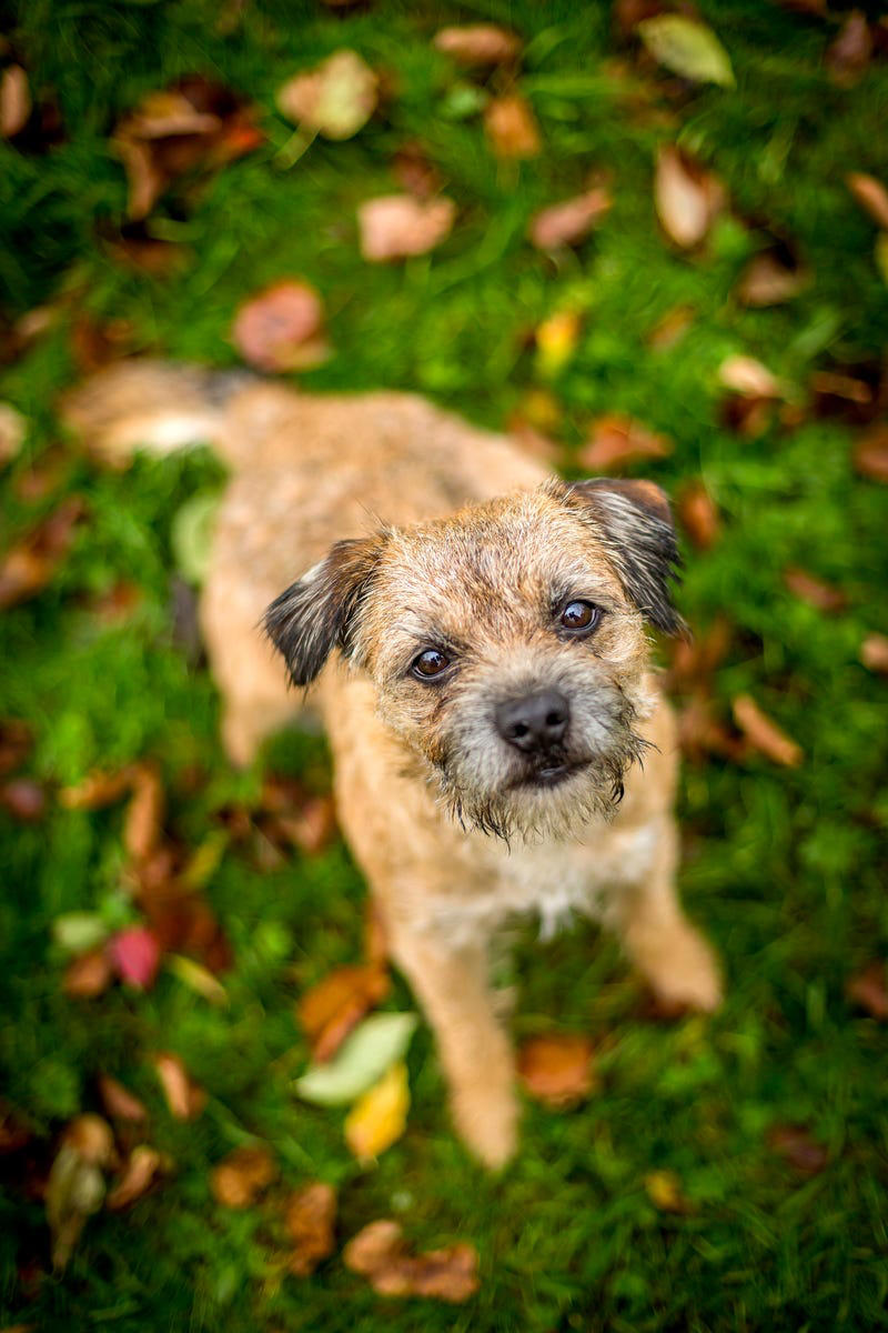 27) Border Terrier 1) Bolognese, 2) Standard Poodle, 3) Portuguese Water Dog, 4) Maltese, 5) Chinese Crested, 6) Bichon Frise, 7) Yorkshire Terrier, 8) Welsh Terrier, 9) Basenji, 10) Affenpinscher, 11) West Highland White Terrier, 12) Afghan Hound, 13) Bedlington Terrier, 14) Komondor, 15) Kerry Blue Terrier, 16) Miniature Schnauzer, 17) Scottish Terrier, 18) Shih Tzu, 19) Wire Fox Terrier, 20) American Hairless Terrier, 21) Lhasa Apso, 22) Brussels Griffon, 23) Lagotta Romagnolo, 24) Soft Coated Wheaten Terrier, 25) Cairn Terrier, 26) Italian Greyhound, 27) Border Terrier