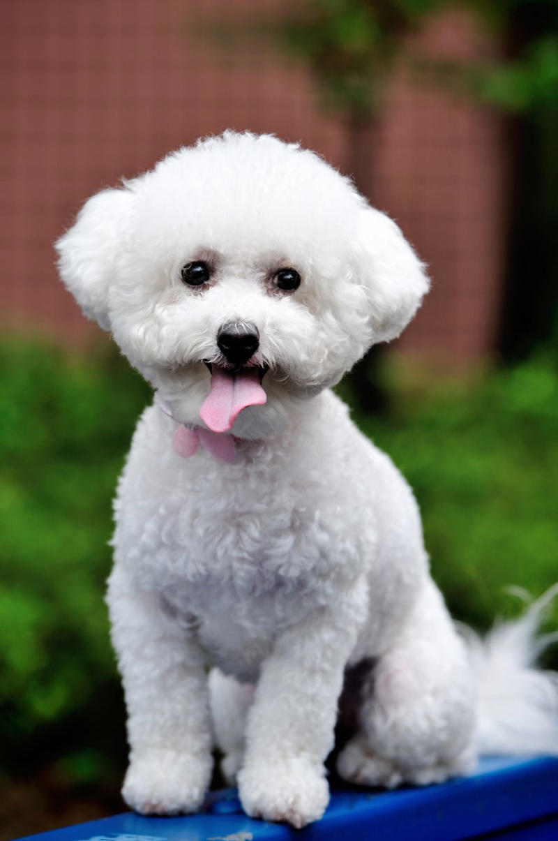 6) Bichon Frise 1) Bolognese, 2) Standard Poodle, 3) Portuguese Water Dog, 4) Maltese, 5) Chinese Crested, 6) Bichon Frise, 7) Yorkshire Terrier, 8) Welsh Terrier, 9) Basenji, 10) Affenpinscher, 11) West Highland White Terrier, 12) Afghan Hound, 13) Bedlington Terrier, 14) Komondor, 15) Kerry Blue Terrier, 16) Miniature Schnauzer, 17) Scottish Terrier, 18) Shih Tzu, 19) Wire Fox Terrier, 20) American Hairless Terrier, 21) Lhasa Apso, 22) Brussels Griffon, 23) Lagotta Romagnolo, 24) Soft Coated Wheaten Terrier, 25) Cairn Terrier, 26) Italian Greyhound, 27) Border Terrier