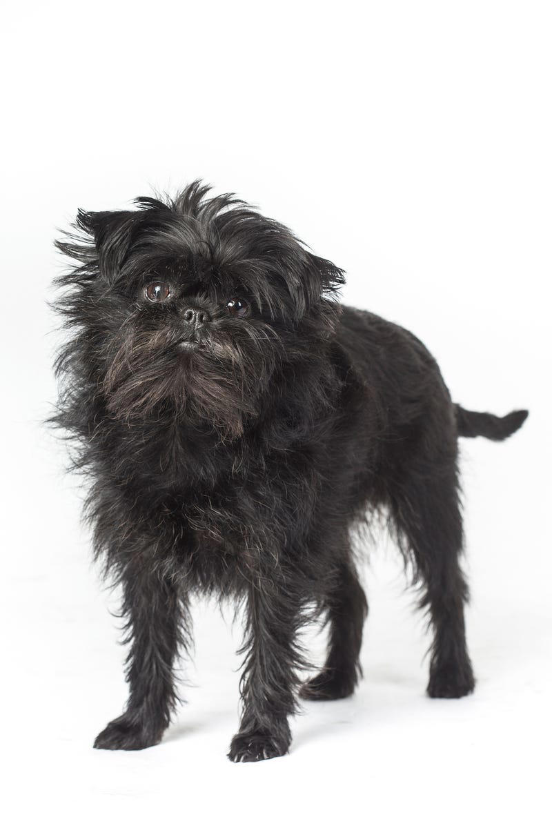 10) Affenpinscher 1) Bolognese, 2) Standard Poodle, 3) Portuguese Water Dog, 4) Maltese, 5) Chinese Crested, 6) Bichon Frise, 7) Yorkshire Terrier, 8) Welsh Terrier, 9) Basenji, 10) Affenpinscher, 11) West Highland White Terrier, 12) Afghan Hound, 13) Bedlington Terrier, 14) Komondor, 15) Kerry Blue Terrier, 16) Miniature Schnauzer, 17) Scottish Terrier, 18) Shih Tzu, 19) Wire Fox Terrier, 20) American Hairless Terrier, 21) Lhasa Apso, 22) Brussels Griffon, 23) Lagotta Romagnolo, 24) Soft Coated Wheaten Terrier, 25) Cairn Terrier, 26) Italian Greyhound, 27) Border Terrier