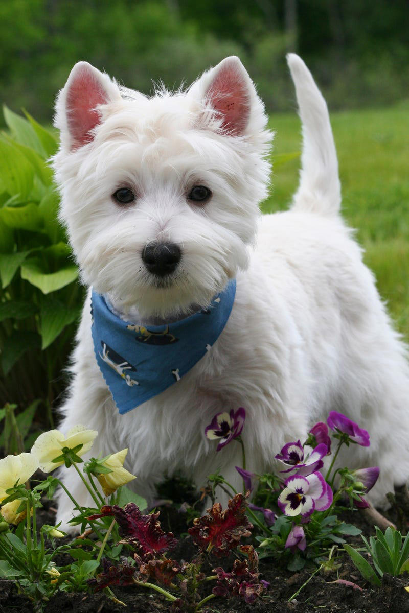 11) West Highland White Terrier 1) Bolognese, 2) Standard Poodle, 3) Portuguese Water Dog, 4) Maltese, 5) Chinese Crested, 6) Bichon Frise, 7) Yorkshire Terrier, 8) Welsh Terrier, 9) Basenji, 10) Affenpinscher, 11) West Highland White Terrier, 12) Afghan Hound, 13) Bedlington Terrier, 14) Komondor, 15) Kerry Blue Terrier, 16) Miniature Schnauzer, 17) Scottish Terrier, 18) Shih Tzu, 19) Wire Fox Terrier, 20) American Hairless Terrier, 21) Lhasa Apso, 22) Brussels Griffon, 23) Lagotta Romagnolo, 24) Soft Coated Wheaten Terrier, 25) Cairn Terrier, 26) Italian Greyhound, 27) Border Terrier