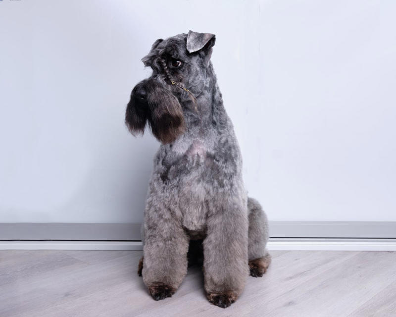 15) Kerry Blue Terrier 1) Bolognese, 2) Standard Poodle, 3) Portuguese Water Dog, 4) Maltese, 5) Chinese Crested, 6) Bichon Frise, 7) Yorkshire Terrier, 8) Welsh Terrier, 9) Basenji, 10) Affenpinscher, 11) West Highland White Terrier, 12) Afghan Hound, 13) Bedlington Terrier, 14) Komondor, 15) Kerry Blue Terrier, 16) Miniature Schnauzer, 17) Scottish Terrier, 18) Shih Tzu, 19) Wire Fox Terrier, 20) American Hairless Terrier, 21) Lhasa Apso, 22) Brussels Griffon, 23) Lagotta Romagnolo, 24) Soft Coated Wheaten Terrier, 25) Cairn Terrier, 26) Italian Greyhound, 27) Border Terrier