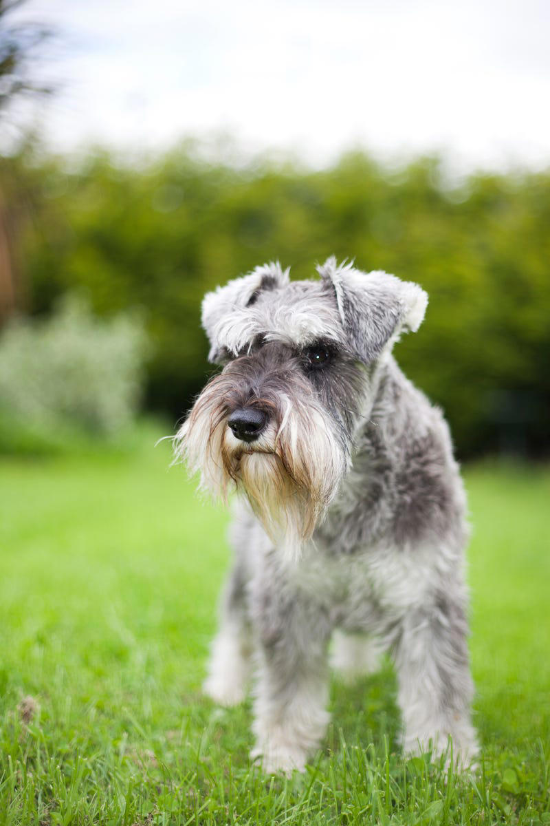 16) Miniature Schnauzer 1) Bolognese, 2) Standard Poodle, 3) Portuguese Water Dog, 4) Maltese, 5) Chinese Crested, 6) Bichon Frise, 7) Yorkshire Terrier, 8) Welsh Terrier, 9) Basenji, 10) Affenpinscher, 11) West Highland White Terrier, 12) Afghan Hound, 13) Bedlington Terrier, 14) Komondor, 15) Kerry Blue Terrier, 16) Miniature Schnauzer, 17) Scottish Terrier, 18) Shih Tzu, 19) Wire Fox Terrier, 20) American Hairless Terrier, 21) Lhasa Apso, 22) Brussels Griffon, 23) Lagotta Romagnolo, 24) Soft Coated Wheaten Terrier, 25) Cairn Terrier, 26) Italian Greyhound, 27) Border Terrier
