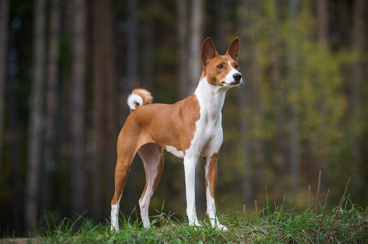 9) Basenji 1) Bolognese, 2) Standard Poodle, 3) Portuguese Water Dog, 4) Maltese, 5) Chinese Crested, 6) Bichon Frise, 7) Yorkshire Terrier, 8) Welsh Terrier, 9) Basenji, 10) Affenpinscher, 11) West Highland White Terrier, 12) Afghan Hound, 13) Bedlington Terrier, 14) Komondor, 15) Kerry Blue Terrier, 16) Miniature Schnauzer, 17) Scottish Terrier, 18) Shih Tzu, 19) Wire Fox Terrier, 20) American Hairless Terrier, 21) Lhasa Apso, 22) Brussels Griffon, 23) Lagotta Romagnolo, 24) Soft Coated Wheaten Terrier, 25) Cairn Terrier, 26) Italian Greyhound, 27) Border Terrier