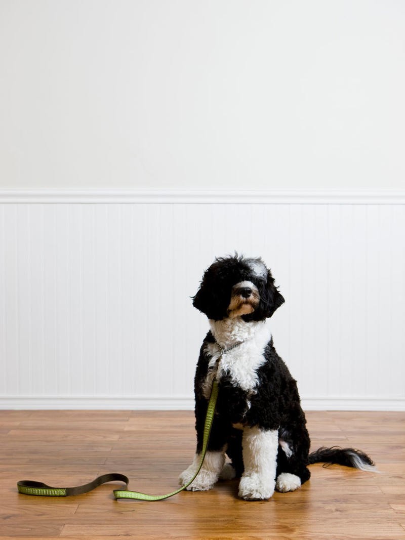 3) Portuguese Water Dog 1) Bolognese, 2) Standard Poodle, 3) Portuguese Water Dog, 4) Maltese, 5) Chinese Crested, 6) Bichon Frise, 7) Yorkshire Terrier, 8) Welsh Terrier, 9) Basenji, 10) Affenpinscher, 11) West Highland White Terrier, 12) Afghan Hound, 13) Bedlington Terrier, 14) Komondor, 15) Kerry Blue Terrier, 16) Miniature Schnauzer, 17) Scottish Terrier, 18) Shih Tzu, 19) Wire Fox Terrier, 20) American Hairless Terrier, 21) Lhasa Apso, 22) Brussels Griffon, 23) Lagotta Romagnolo, 24) Soft Coated Wheaten Terrier, 25) Cairn Terrier, 26) Italian Greyhound, 27) Border Terrier