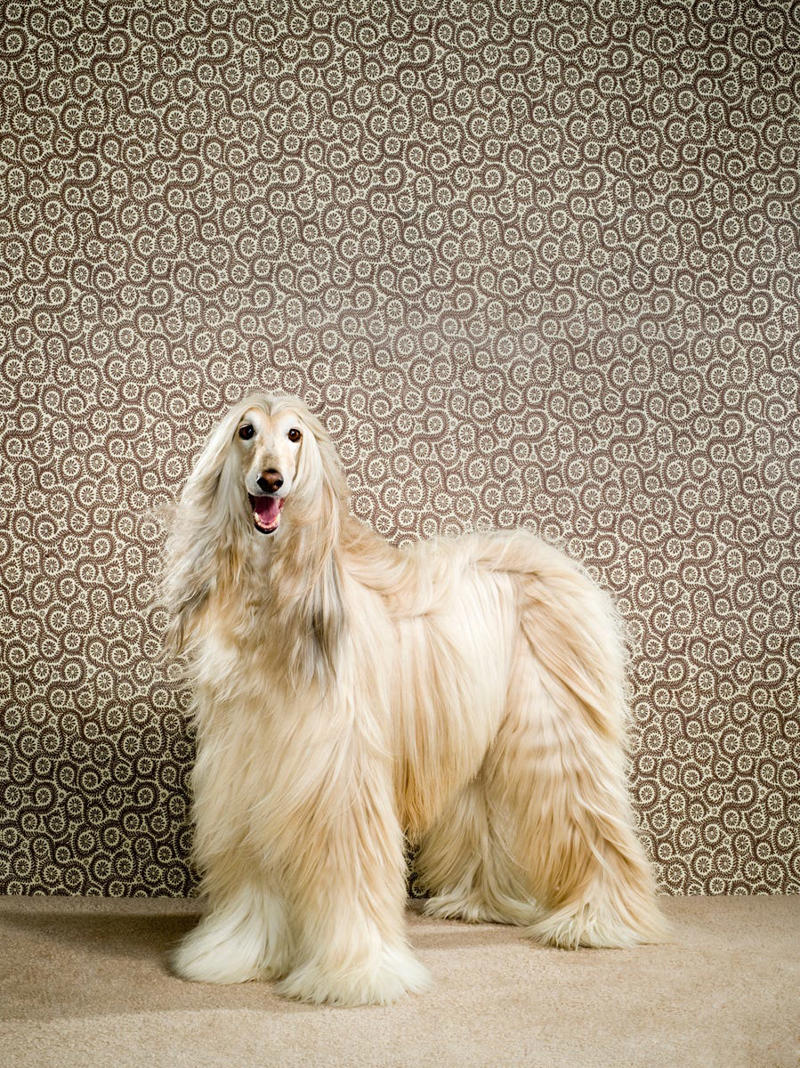 12) Afghan Hound 1) Bolognese, 2) Standard Poodle, 3) Portuguese Water Dog, 4) Maltese, 5) Chinese Crested, 6) Bichon Frise, 7) Yorkshire Terrier, 8) Welsh Terrier, 9) Basenji, 10) Affenpinscher, 11) West Highland White Terrier, 12) Afghan Hound, 13) Bedlington Terrier, 14) Komondor, 15) Kerry Blue Terrier, 16) Miniature Schnauzer, 17) Scottish Terrier, 18) Shih Tzu, 19) Wire Fox Terrier, 20) American Hairless Terrier, 21) Lhasa Apso, 22) Brussels Griffon, 23) Lagotta Romagnolo, 24) Soft Coated Wheaten Terrier, 25) Cairn Terrier, 26) Italian Greyhound, 27) Border Terrier