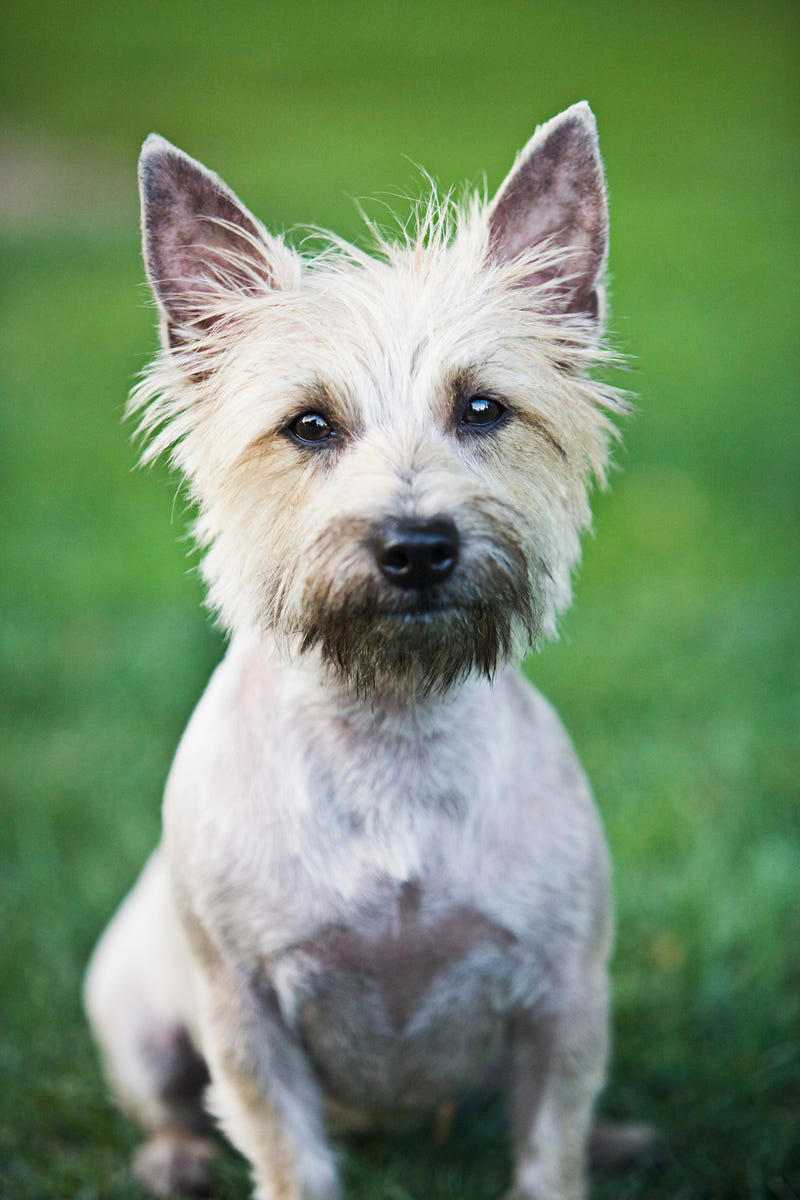 25) Cairn Terrier 1) Bolognese, 2) Standard Poodle, 3) Portuguese Water Dog, 4) Maltese, 5) Chinese Crested, 6) Bichon Frise, 7) Yorkshire Terrier, 8) Welsh Terrier, 9) Basenji, 10) Affenpinscher, 11) West Highland White Terrier, 12) Afghan Hound, 13) Bedlington Terrier, 14) Komondor, 15) Kerry Blue Terrier, 16) Miniature Schnauzer, 17) Scottish Terrier, 18) Shih Tzu, 19) Wire Fox Terrier, 20) American Hairless Terrier, 21) Lhasa Apso, 22) Brussels Griffon, 23) Lagotta Romagnolo, 24) Soft Coated Wheaten Terrier, 25) Cairn Terrier, 26) Italian Greyhound, 27) Border Terrier