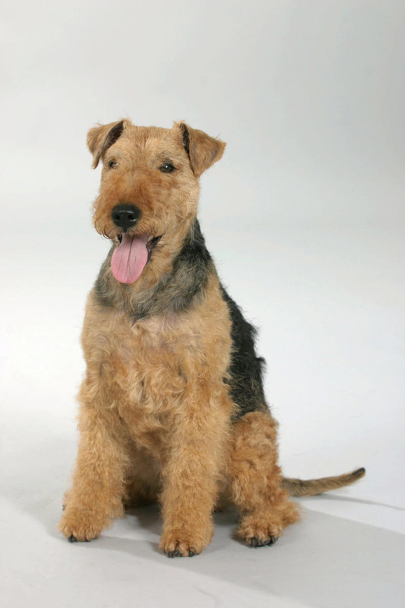 8) Welsh Terrier 1) Bolognese, 2) Standard Poodle, 3) Portuguese Water Dog, 4) Maltese, 5) Chinese Crested, 6) Bichon Frise, 7) Yorkshire Terrier, 8) Welsh Terrier, 9) Basenji, 10) Affenpinscher, 11) West Highland White Terrier, 12) Afghan Hound, 13) Bedlington Terrier, 14) Komondor, 15) Kerry Blue Terrier, 16) Miniature Schnauzer, 17) Scottish Terrier, 18) Shih Tzu, 19) Wire Fox Terrier, 20) American Hairless Terrier, 21) Lhasa Apso, 22) Brussels Griffon, 23) Lagotta Romagnolo, 24) Soft Coated Wheaten Terrier, 25) Cairn Terrier, 26) Italian Greyhound, 27) Border Terrier