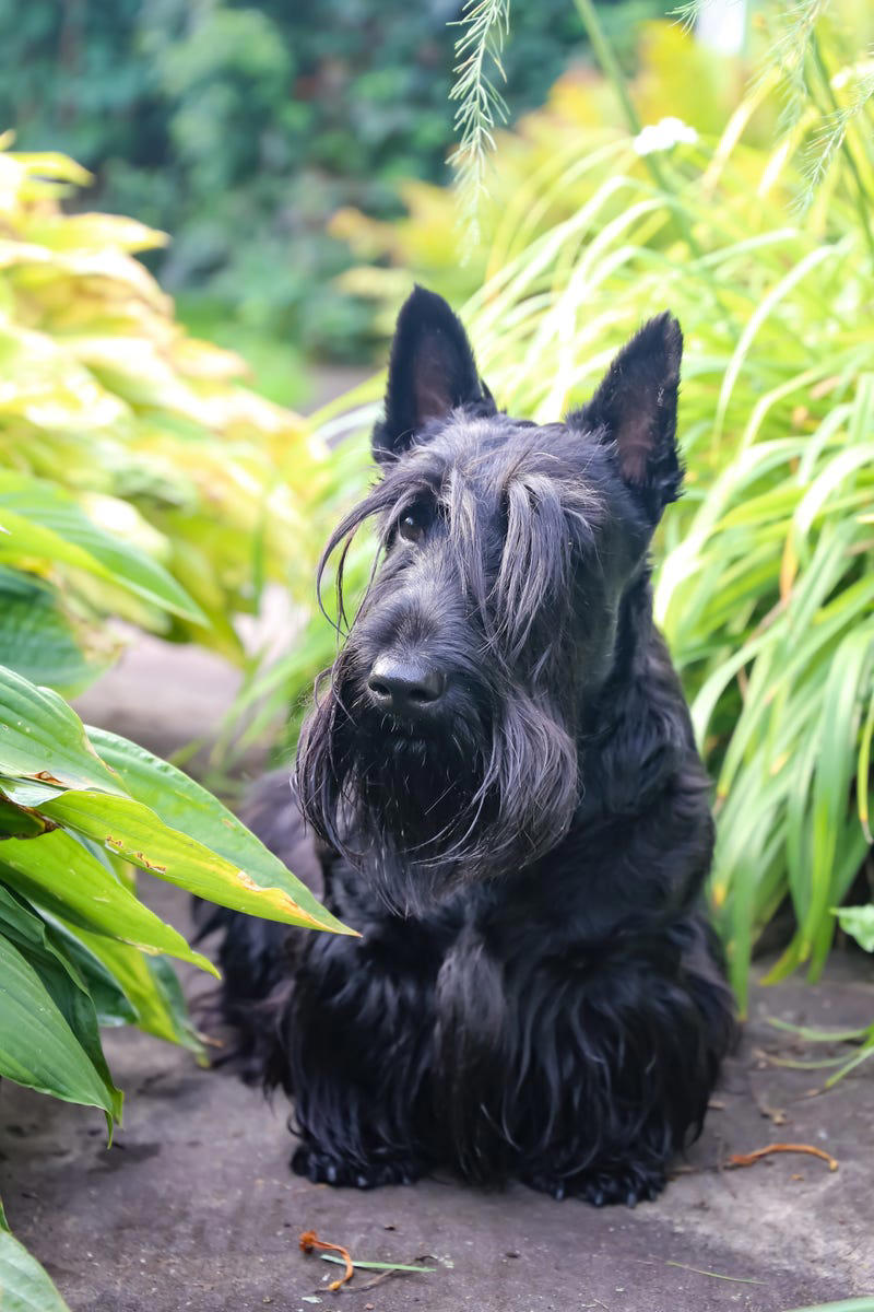 17) Scottish Terrier 1) Bolognese, 2) Standard Poodle, 3) Portuguese Water Dog, 4) Maltese, 5) Chinese Crested, 6) Bichon Frise, 7) Yorkshire Terrier, 8) Welsh Terrier, 9) Basenji, 10) Affenpinscher, 11) West Highland White Terrier, 12) Afghan Hound, 13) Bedlington Terrier, 14) Komondor, 15) Kerry Blue Terrier, 16) Miniature Schnauzer, 17) Scottish Terrier, 18) Shih Tzu, 19) Wire Fox Terrier, 20) American Hairless Terrier, 21) Lhasa Apso, 22) Brussels Griffon, 23) Lagotta Romagnolo, 24) Soft Coated Wheaten Terrier, 25) Cairn Terrier, 26) Italian Greyhound, 27) Border Terrier