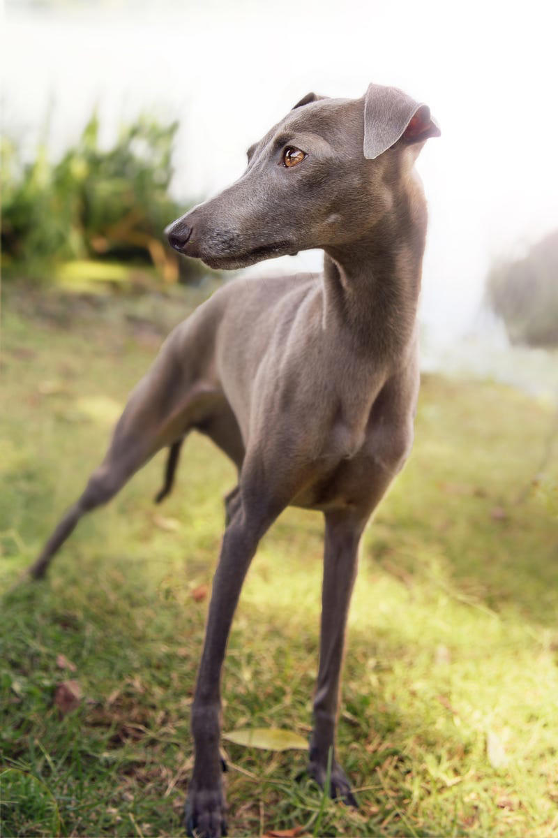26) Italian Greyhound 1) Bolognese, 2) Standard Poodle, 3) Portuguese Water Dog, 4) Maltese, 5) Chinese Crested, 6) Bichon Frise, 7) Yorkshire Terrier, 8) Welsh Terrier, 9) Basenji, 10) Affenpinscher, 11) West Highland White Terrier, 12) Afghan Hound, 13) Bedlington Terrier, 14) Komondor, 15) Kerry Blue Terrier, 16) Miniature Schnauzer, 17) Scottish Terrier, 18) Shih Tzu, 19) Wire Fox Terrier, 20) American Hairless Terrier, 21) Lhasa Apso, 22) Brussels Griffon, 23) Lagotta Romagnolo, 24) Soft Coated Wheaten Terrier, 25) Cairn Terrier, 26) Italian Greyhound, 27) Border Terrier