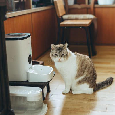 愛猫が朝に激しく鳴く5つの理由, 1.体内時計による「朝の狩りモード」, 2.朝ごはんの催促, 3.飼い主を起こしたい・構ってほしい, 4.夜間の刺激不足による不満, 5.加齢や体調の変化, 朝鳴きに病気のリスクはある？注意したいサイン, 甲状腺機能亢進症, 泌尿器系のトラブル, 慢性的な痛み・不快感, ストレスや精神的な不安, 頻繁な朝鳴きを減らすための対処法, 自動給餌器を使ってごはんの催促を回避, 夜にしっかり遊んでエネルギー発散, トイレ・水・室温など環境チェック, 鳴いても反応しないルールを徹底, 異常が続く場合は早めに受診