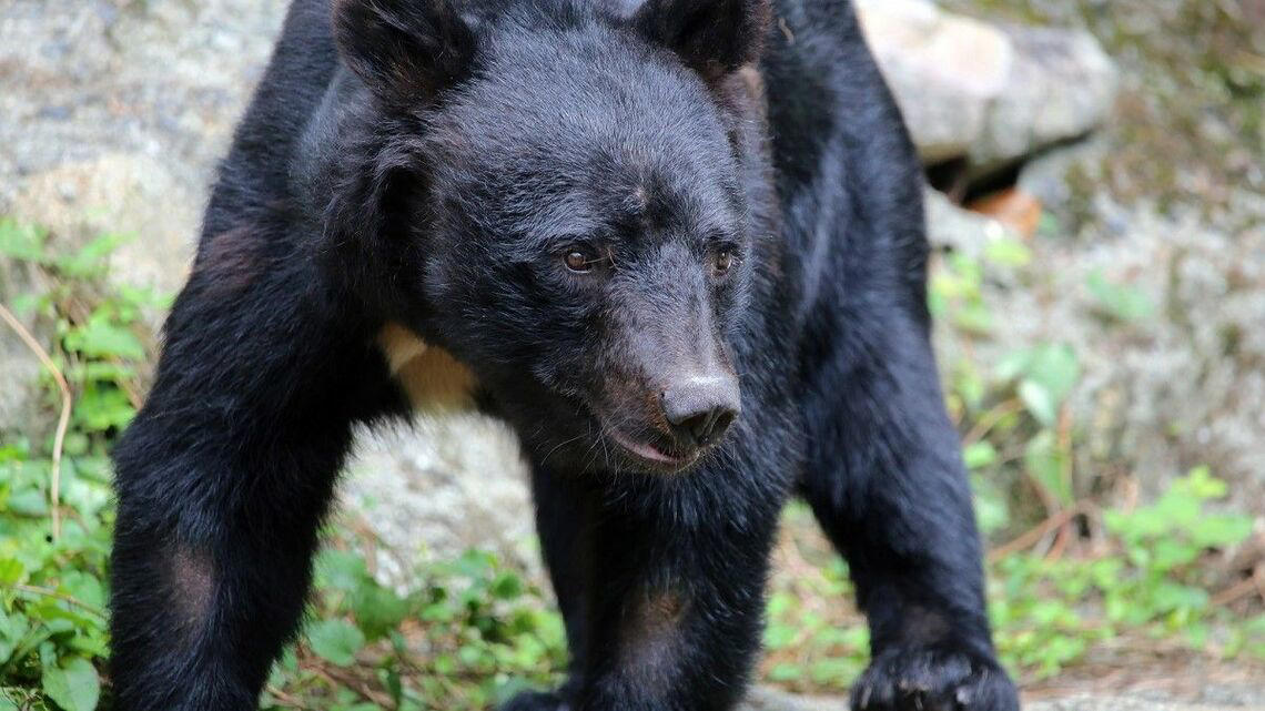捕獲数は過去最多を更新, 生活圏での出没が続く理由, クマはなぜ人を襲うのか, 個体管理強化へ舵を切る環境省