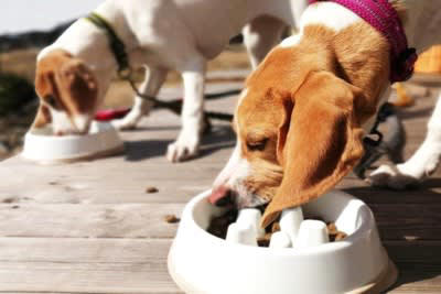 犬に散歩直後のご飯を与えてはいけない理由2つ, 1.消化不良を起こしやすい, 2.胃拡張・胃捻転症候群のリスクを高める, 犬にご飯を与える安全なタイミングの目安, 散歩後15分〜30分以上安静にさせた後, 年齢や体調に合わせる, 食後すぐの激しい運動も危険！