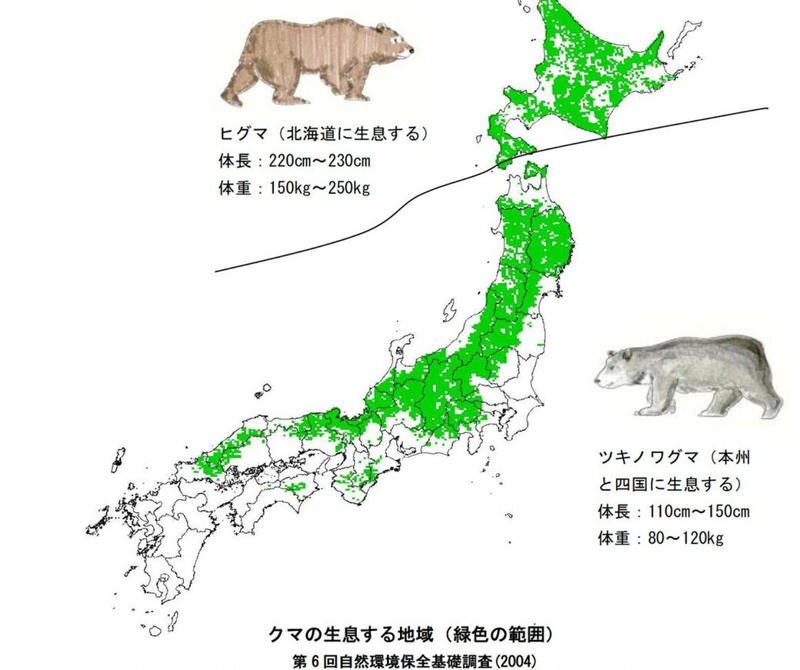 捕獲数は過去最多を更新, 生活圏での出没が続く理由, クマはなぜ人を襲うのか, 個体管理強化へ舵を切る環境省