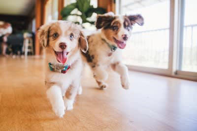 犬に散歩直後のご飯を与えてはいけない理由2つ, 1.消化不良を起こしやすい, 2.胃拡張・胃捻転症候群のリスクを高める, 犬にご飯を与える安全なタイミングの目安, 散歩後15分〜30分以上安静にさせた後, 年齢や体調に合わせる, 食後すぐの激しい運動も危険！