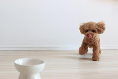 犬に散歩直後のご飯を与えてはいけない理由2つ, 1.消化不良を起こしやすい, 2.胃拡張・胃捻転症候群のリスクを高める, 犬にご飯を与える安全なタイミングの目安, 散歩後15分〜30分以上安静にさせた後, 年齢や体調に合わせる, 食後すぐの激しい運動も危険！