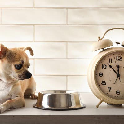 犬に散歩直後のご飯を与えてはいけない理由2つ, 1.消化不良を起こしやすい, 2.胃拡張・胃捻転症候群のリスクを高める, 犬にご飯を与える安全なタイミングの目安, 散歩後15分〜30分以上安静にさせた後, 年齢や体調に合わせる, 食後すぐの激しい運動も危険！