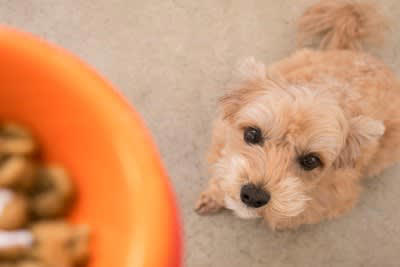 犬に散歩直後のご飯を与えてはいけない理由2つ, 1.消化不良を起こしやすい, 2.胃拡張・胃捻転症候群のリスクを高める, 犬にご飯を与える安全なタイミングの目安, 散歩後15分〜30分以上安静にさせた後, 年齢や体調に合わせる, 食後すぐの激しい運動も危険！