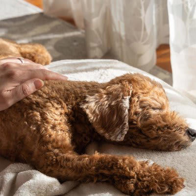 犬の『認知症』が進行する生活習慣５選, 1.単調な生活を毎日繰り返している, 2.外出や散歩を控えている, 3.飼い主とのふれあいが少ない, 4.ひとりで留守番する時間が多い, 5.寝てばかりで運動や活動量が少ない, 認知症を早期発見する方法は？, 認知症の兆候がみられたら意識すべきこと