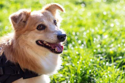 犬の『認知症』が進行する生活習慣５選, 1.単調な生活を毎日繰り返している, 2.外出や散歩を控えている, 3.飼い主とのふれあいが少ない, 4.ひとりで留守番する時間が多い, 5.寝てばかりで運動や活動量が少ない, 認知症を早期発見する方法は？, 認知症の兆候がみられたら意識すべきこと
