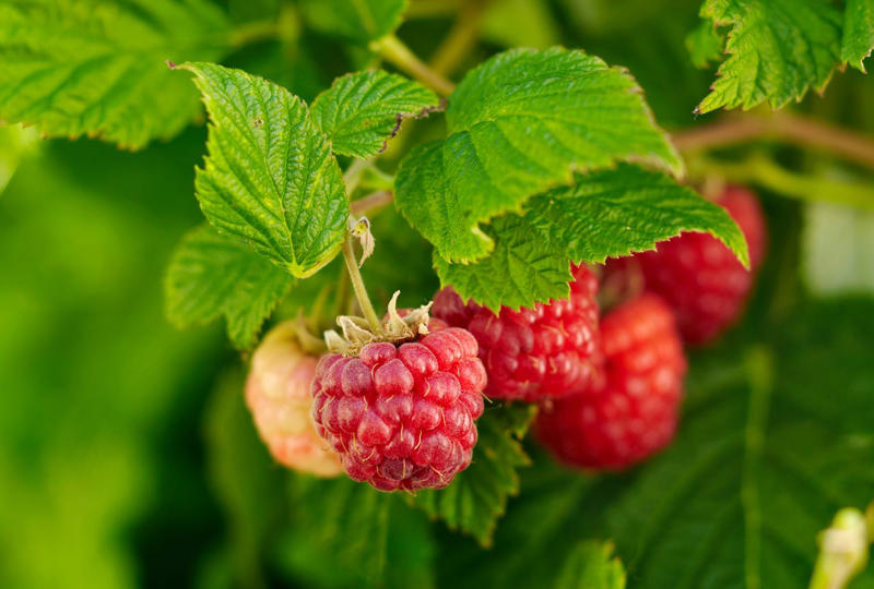 Mulberry, Cherry and Plum Trees, Serviceberry, Ninebark, Elderberry, Raspberry and Blackberry, Trumpet Honeysuckle, Chokeberry, Virginia Creeper, Wild Grape, Purple Coneflower, Cardinal Flower, Joe-Pye Weed, Goldenrod, Black-Eyed Susan, Columbine, Sunflower, Jewelweed